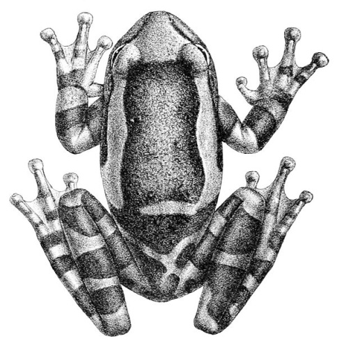 Trachycephalus coriaceus © <bdi><a href="https://www.wikidata.org/wiki/Q46255973" class="extiw" title="d:Q46255973">Robert Mintern</a>
</bdi>