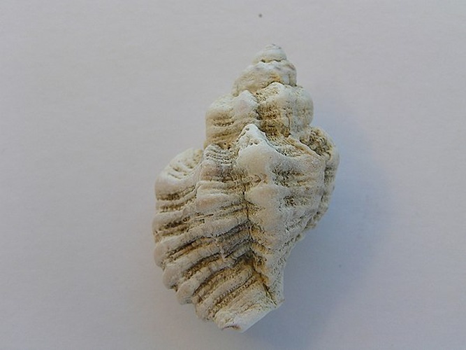 Ocenebra erinaceus © <a rel="nofollow" class="external text" href="https://www.biolib.cz/en/person/id3973/">Jan Delsing</a>