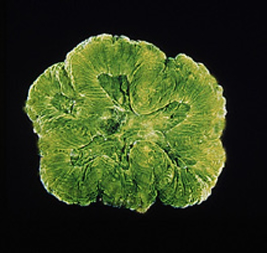 Isophyllia sinuosa © 