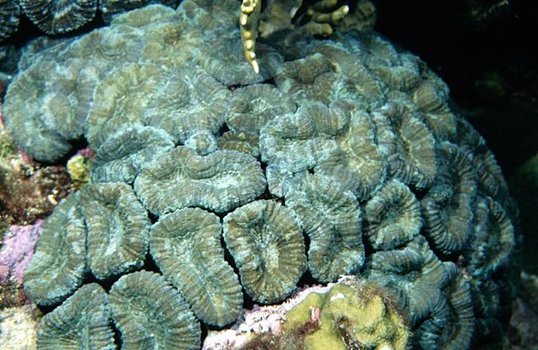 Mussa angulosa &copy; NOAA - Frank and Joyce Burek
