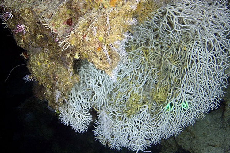 Madracis myriaster © NOAA