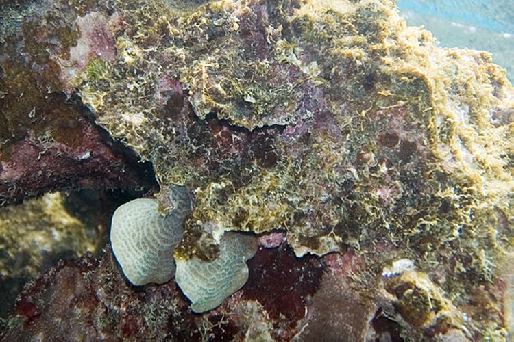 Agaricia agaricites &copy; <a rel="nofollow" class="external text" href="https://www.flickr.com/people/39136124@N00">Paul Asman and Jill Lenoble</a>