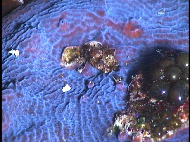 Agaricia lamarcki &copy; U.S. Geological Survey