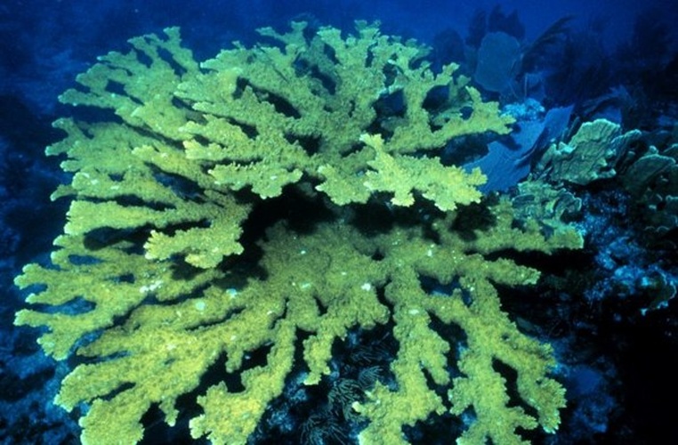 Elkhorn coral © 