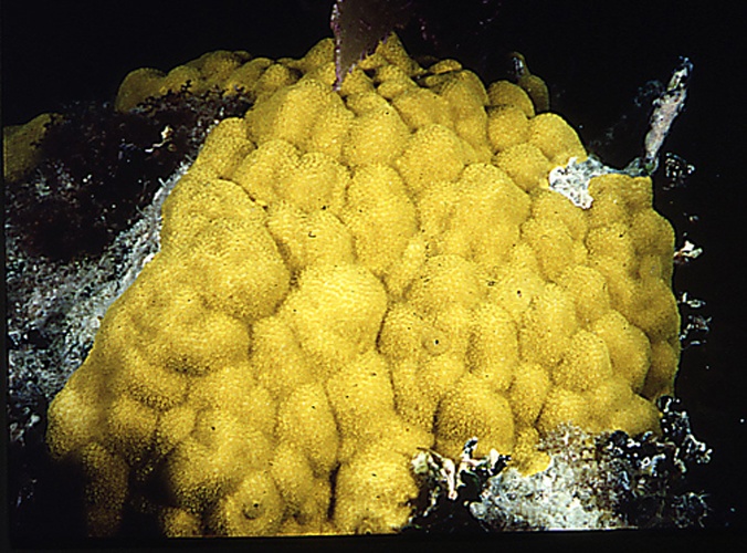 Porites astreoides © 