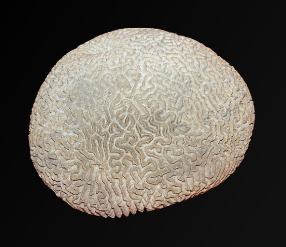 Diploria labyrinthiformis © <div class="fn value">
<a href="//commons.wikimedia.org/wiki/User:PierreSelim" title="User:PierreSelim">PierreSelim</a>
</div>