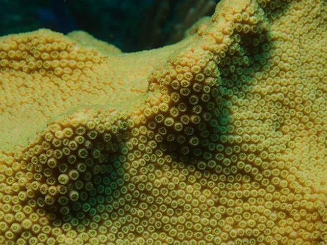 Solenastrea hyades © <a href="//commons.wikimedia.org/wiki/User:Nhobgood" title="User:Nhobgood">Nhobgood</a>