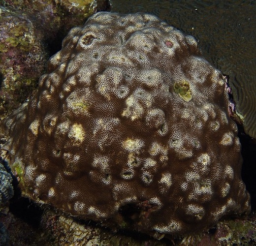 Stephanocoenia intersepta © NOAA - Joyce and Frank Burek