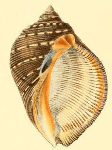 Purpura persica &copy; Lovell Augustus Reeve (1814–1865)