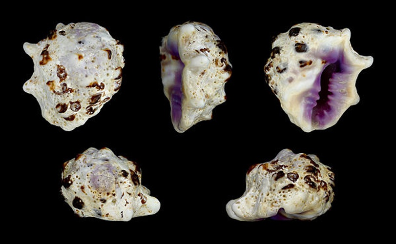 Drupa morum &copy; H. Zell