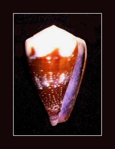 Conus rattus &copy; <a rel="nofollow" class="external text" href="https://www.flickr.com/people/28722516@N02">Richard Parker</a>