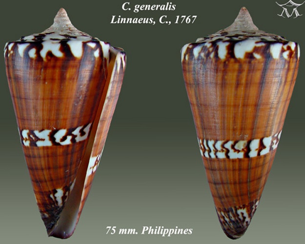 Conus generalis &copy; <a href="//commons.wikimedia.org/wiki/User:Almed2" title="User:Almed2">Almed2</a>