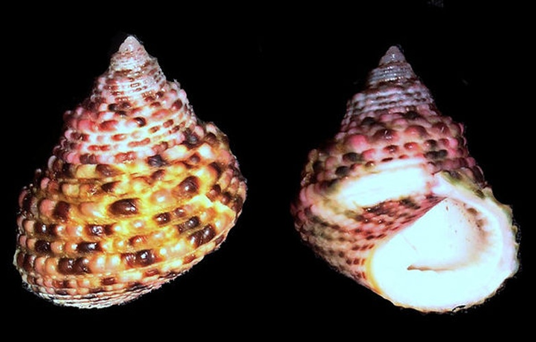 Euchelus atratus &copy; <a rel="nofollow" class="external text" href="https://www.flickr.com/people/28722516@N02">Richard Parker</a>