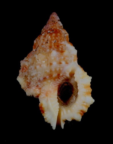 Bursa granularis &copy; <a href="//commons.wikimedia.org/wiki/User:Shellnut" title="User:Shellnut">Shellnut</a>