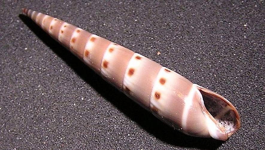 Hastula strigilata &copy; Jan Delsing