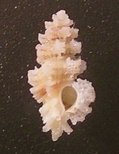 Favartia guamensis © Jan Delsing