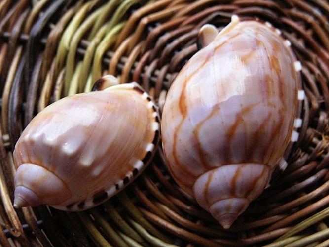 Casmaria ponderosa © <a rel="nofollow" class="external text" href="https://www.flickr.com/people/8796022@N07">Roberto Verzo</a>