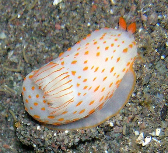 Gymnodoris ceylonica © <a rel="nofollow" class="external text" href="https://www.flickr.com/people/11076453@N00">Steve Childs</a> from Lancaster, UK