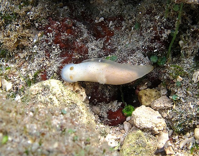 Gymnodoris citrina &copy; Philippe Bourjon