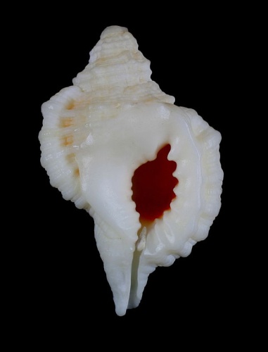 Gutturnium muricinum &copy; <a href="//commons.wikimedia.org/wiki/User:Shellnut" title="User:Shellnut">Shellnut</a>