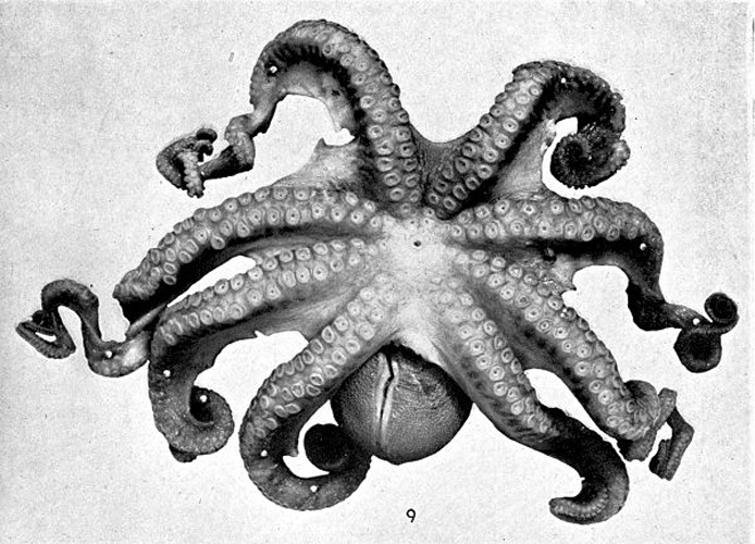 Octopus cyanea &copy; British Museum (Natural History)
