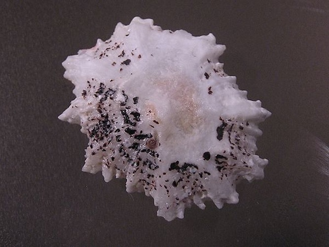 Scutellastra flexuosa &copy; Jan Delsing