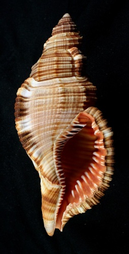 Monoplex pilearis © <a href="//commons.wikimedia.org/wiki/User:Shellnut" title="User:Shellnut">Shellnut</a>