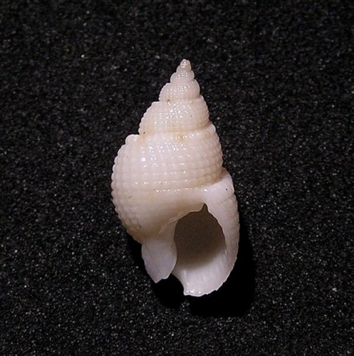 Nassarius splendidulus &copy; Jan Delsing