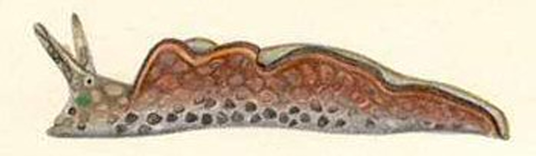 Elysia rufescens © On the Sea Slug Forum page it states that this colour drawing was used by William Harper Pease, who died in 1871, in his description of this species of sea slug.