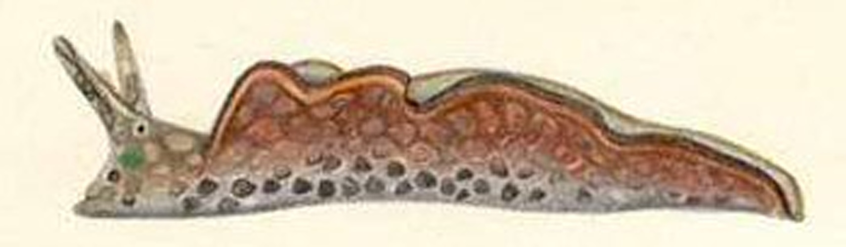 Elysia rufescens &copy; On the Sea Slug Forum page it states that this colour drawing was used by William Harper Pease, who died in 1871, in his description of this species of sea slug.