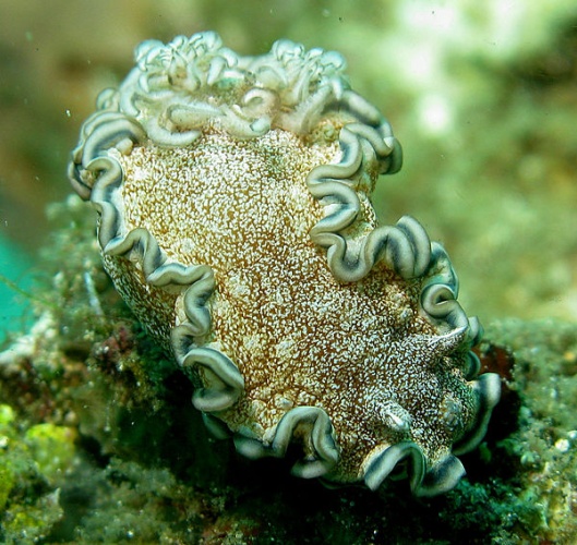 Glossodoris hikuerensis © Stephen Childs