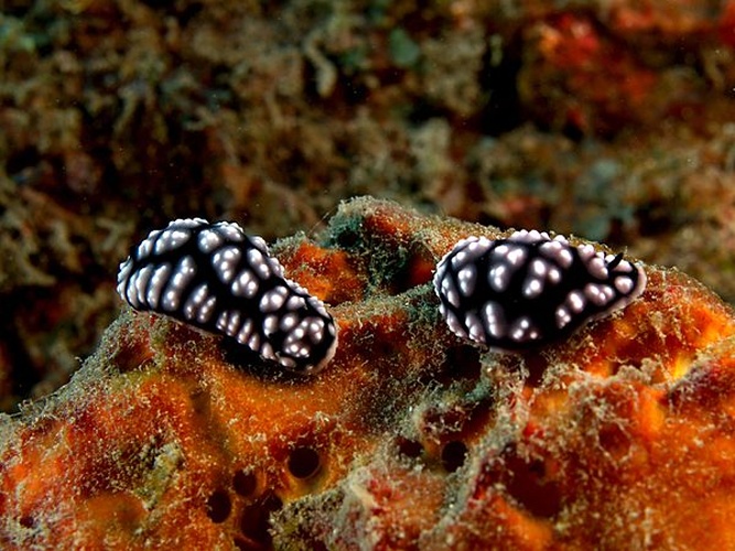 Phyllidiella pustulosa &copy; <a href="//commons.wikimedia.org/wiki/User:Nhobgood" title="User:Nhobgood">Nhobgood</a> Nick Hobgood