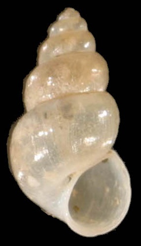 Ecrobia ventrosa © <a rel="nofollow" class="external text" href="http://www.animalbase.uni-goettingen.de/zooweb/servlet/AnimalBase/home/collaborator?id=7">Francisco Welter Schultes</a>