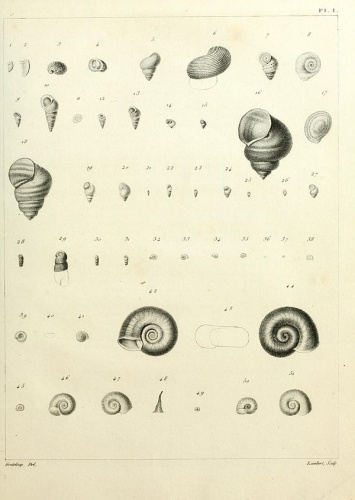 Hydrobia acuta &copy; Drapanaud