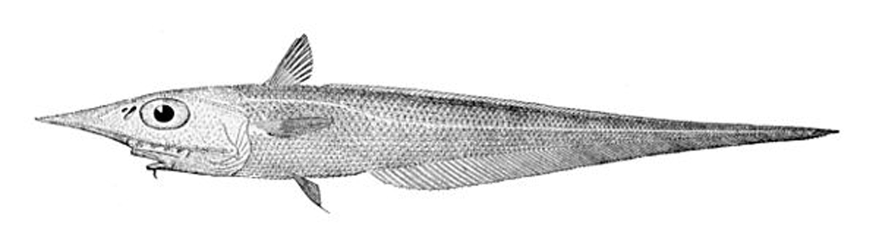 Coelorinchus occa &copy; 