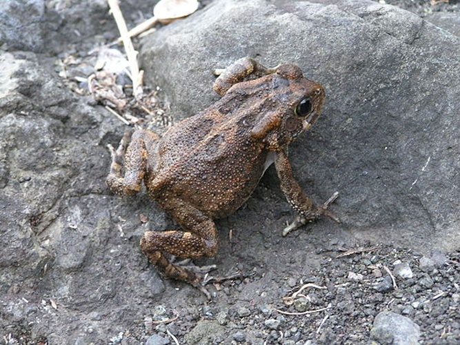 African common toad © 