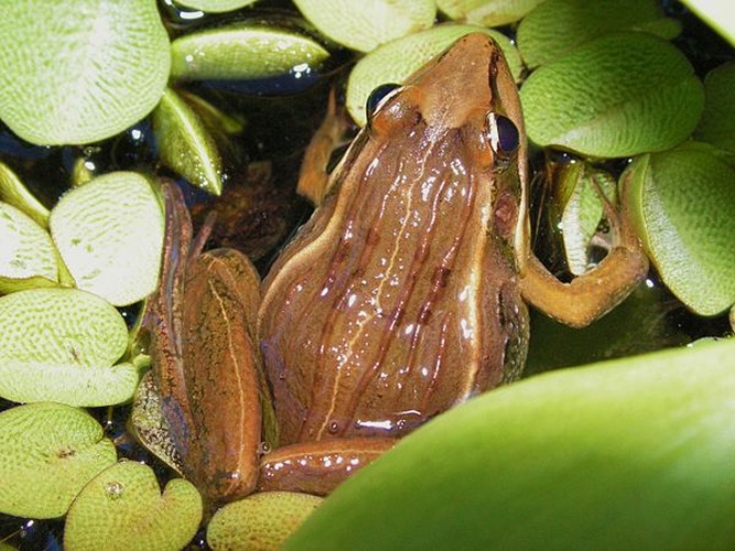 Mascarene Grass Frog © No machine-readable author provided. <a href="//commons.wikimedia.org/w/index.php?title=User:Manglou&amp;action=edit&amp;redlink=1" class="new" title="User:Manglou (page does not exist)">Manglou</a> assumed (based on copyright claims).