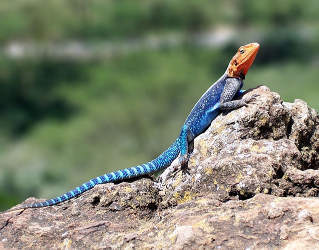 Agama agama © <a href="//commons.wikimedia.org/wiki/User:Chris_huh" title="User:Chris huh">Chris_huh</a>