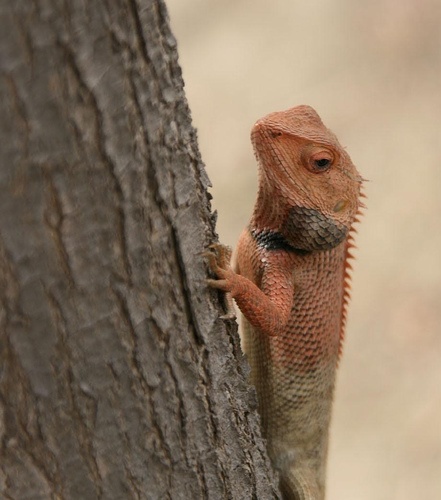 Calotes versicolor © Ajitpalsingh