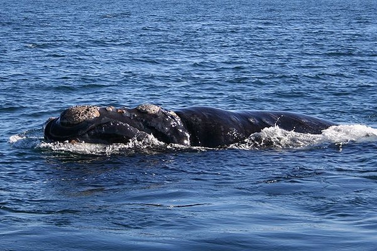 Southern right whale © <a href="//commons.wikimedia.org/wiki/User:Mcatan" title="User:Mcatan">Michaël CATANZARITI</a>