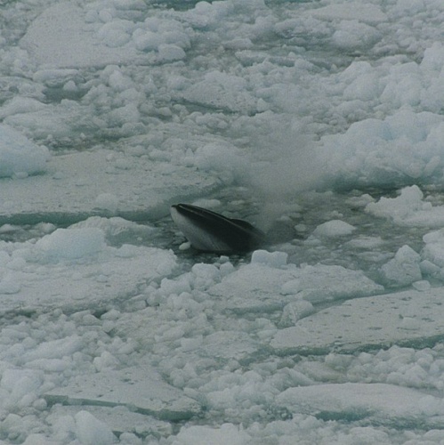 Antarctic minke whale © <a rel="nofollow" class="external text" href="https://sites.google.com/site/thebrockeninglory/">Brocken Inaglory</a>
<ul><li>Uploaded by <a rel="nofollow" class="external text" href="https://sites.google.com/site/thebrockeninglory/">Brocken Inaglory</a>
</li></ul>