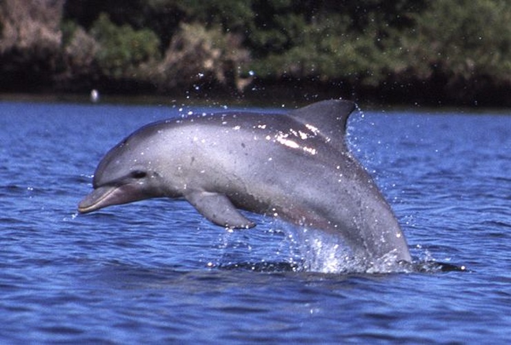 Indo-Pacific bottlenose dolphin &copy; Aude Steiner