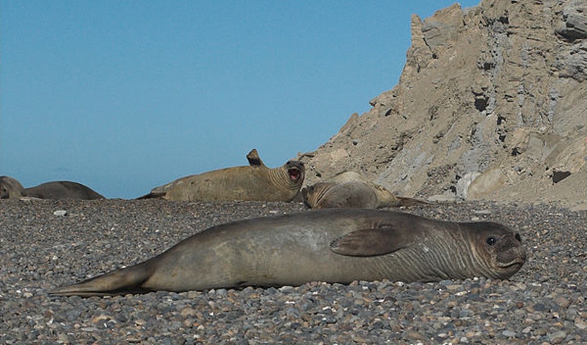 Southern elephant seal © Fabienkhan