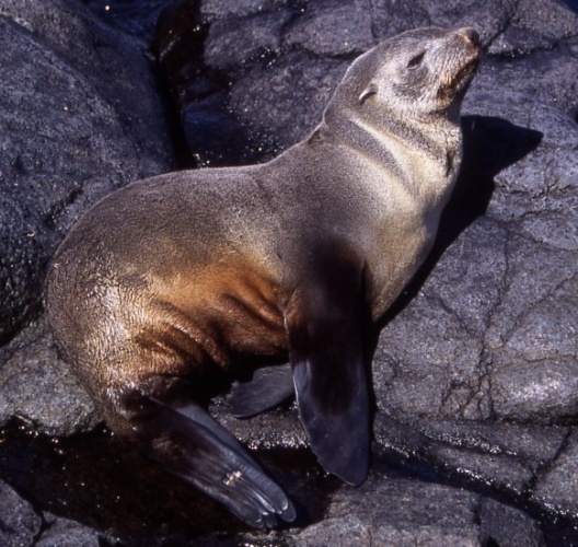 Subantarctic fur seal &copy; Nicolas Servera (otarie_san@yahoo.fr)