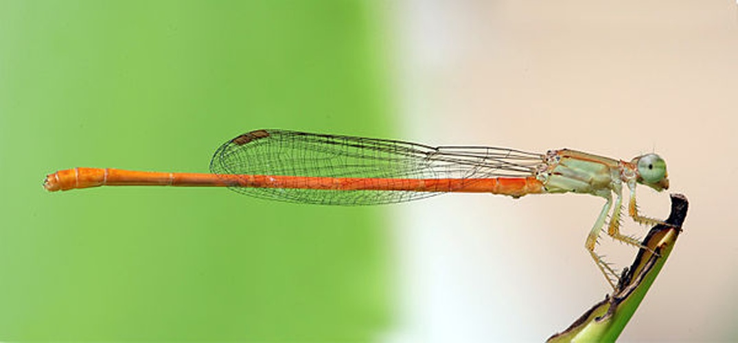 Ceriagrion glabrum © <b><a href="https://en.wikipedia.org/wiki/User:Muhammad_Mahdi_Karim" class="extiw" title="w:User:Muhammad Mahdi Karim">Muhammad Mahdi Karim</a></b>