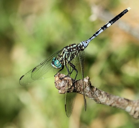 Orthetrum stemmale &copy; <a href="//commons.wikimedia.org/wiki/User:Alandmanson" title="User:Alandmanson">Alandmanson</a>