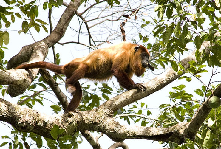 Guyanan red howler © <a rel="nofollow" class="external text" href="https://www.flickr.com/photos/deadmike/">Sean McCann</a>