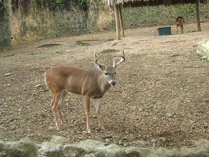 Odocoileus cariacou © <a href="//commons.wikimedia.org/wiki/User:Sahaquiel9102" title="User:Sahaquiel9102">Sahaquiel9102</a>