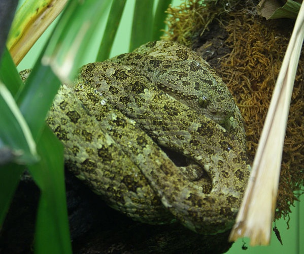 Bothrops taeniatus © <a href="//commons.wikimedia.org/wiki/User:TimVickers" title="User:TimVickers">TimVickers</a>