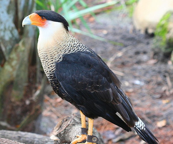 Northern Crested Caracara &copy; <a rel="nofollow" class="external text" href="https://www.flickr.com/photos/9756965@N02">MAULI</a>